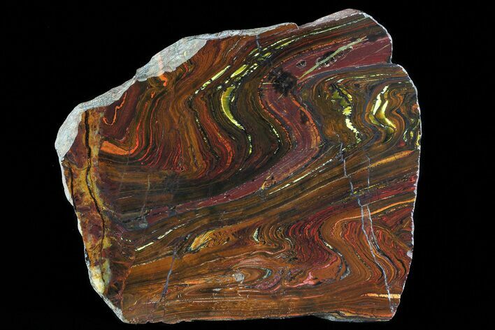 Polished Tiger Iron Stromatolite - ( Billion Years) #72912